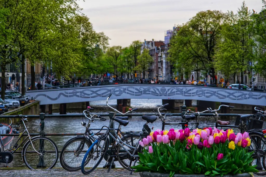 Amsterdam: Scenic view of bicycles and vibrant tulips on an Amsterdam canal bridge during spring.