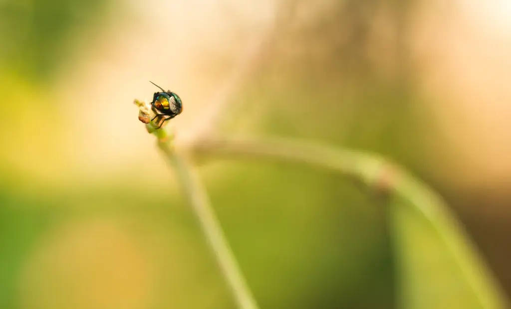 Martinique: Raimbow Fly (189683003) 500px provided description: Raimbow Fly [#yellow ,#flowers ,#red ,#sunset ,#sunlight ,#bokeh ,#green ,#500px ,#insects ,#behind ,#martin