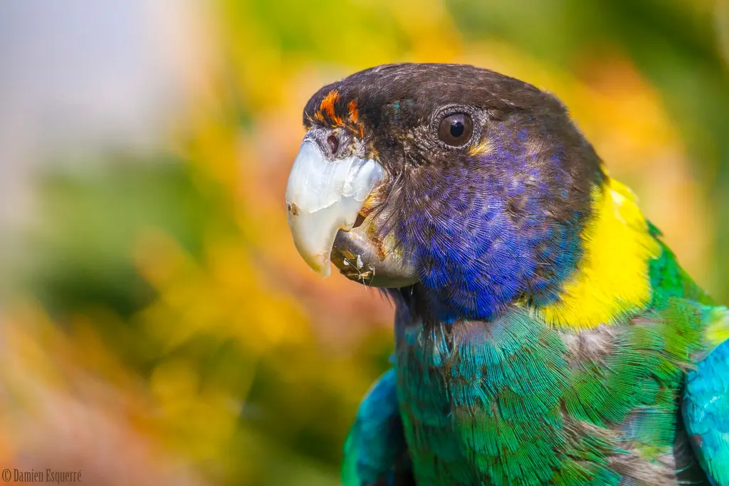 Perth: Australian Ringneck (229685383) 500px provided description: Australian ringneck parrot (Barnardius zonarius), one of the many extremely beautiful parrots of Aus