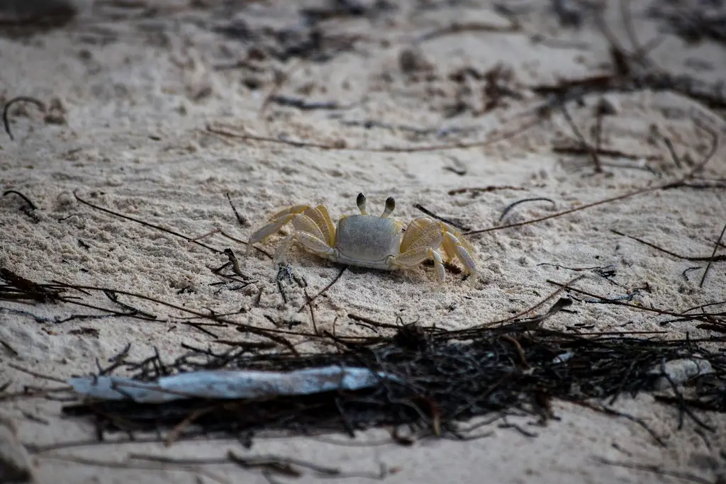 Punta Cana: Crab On The Beach (161936817) 500px provided description: A crab on the beaches of Punta Cana [#beach ,#travel ,#coast ,#rocks ,#summer ,#beautiful ,#wood ,#san